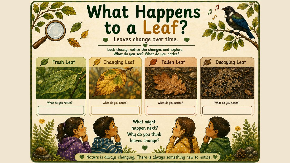 Nature card: What Happens to a Leaf? Leaves change over time